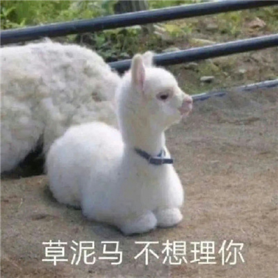 聊天必备的暴走表情合集 开叮叮车创s你