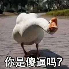 你是傻逼吗？