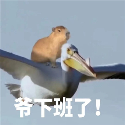 新鲜出炉的很搞笑的表情 加我好友送新鲜土豆