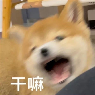 每一张都会存图的好用表情 多好的人啊就是丑了点