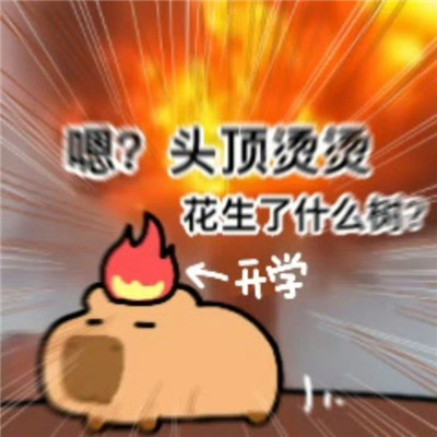 小水豚表情令人爆笑 天气好极了钱几乎没有