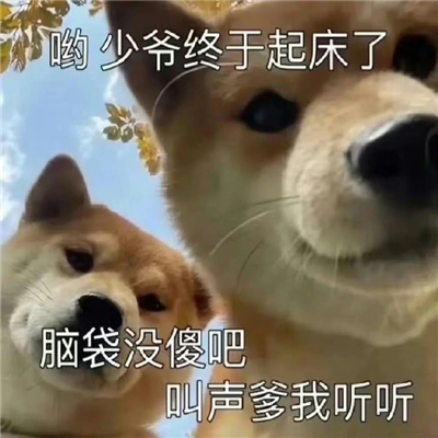 每一款都是经典且好笑的表情 真是一只好狗