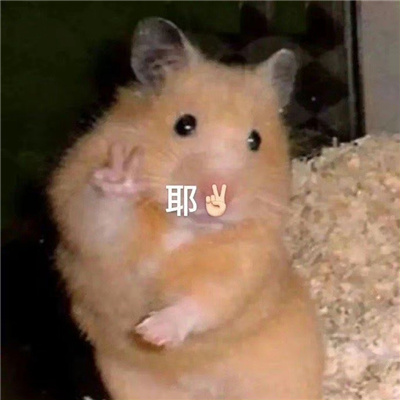 每一款都是经典且好笑的表情 真是一只好狗