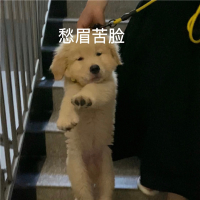 每张都值得存图的表情大全 强烈推荐的好笑好用表情