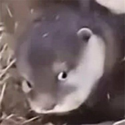 2023有病聊天表情大全 你为了讨好少妇打我