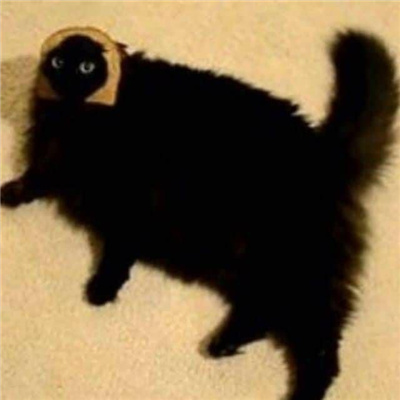 小黑猫无字凶狠表情合集 发脾气暴躁黑猫表情合集