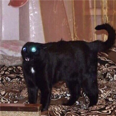 小黑猫无字凶狠表情合集 发脾气暴躁黑猫表情合集