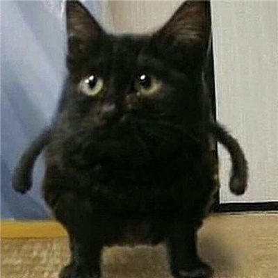 小黑猫无字凶狠表情合集 发脾气暴躁黑猫表情合集