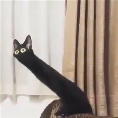 小黑猫无字凶狠表情合集 发脾气暴躁黑猫表情合集