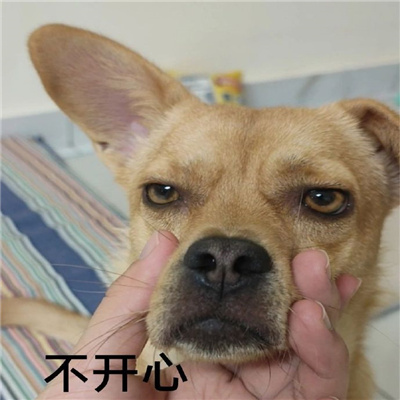 很嗨皮又很快乐的沙雕表情 周五周五敲锣打鼓