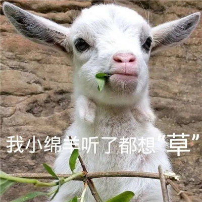 每张都不要错过的优质聊天表情 各具特点的好用表情