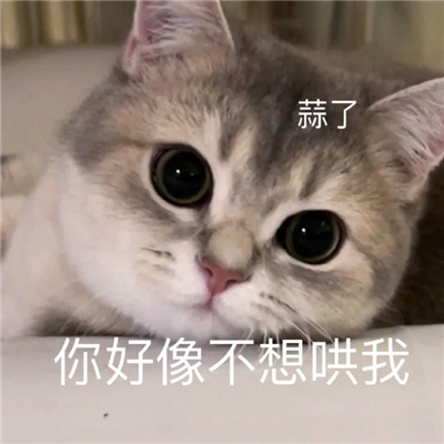 每张都是爆好笑的表情 修勾察觉到了异样