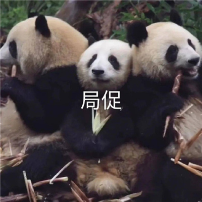 国宝大熊猫微信恶搞表情包 又去上你那个不挣钱的班啊