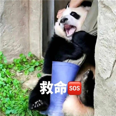 国宝大熊猫微信恶搞表情包 又去上你那个不挣钱的班啊