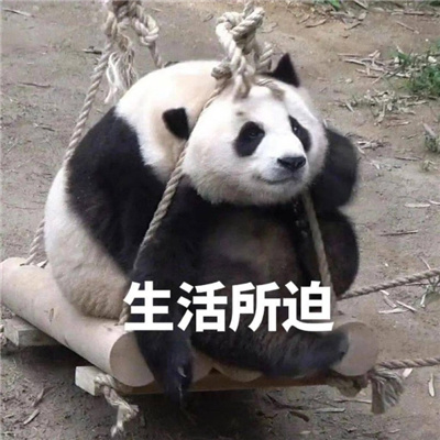 国宝大熊猫微信恶搞表情包 又去上你那个不挣钱的班啊