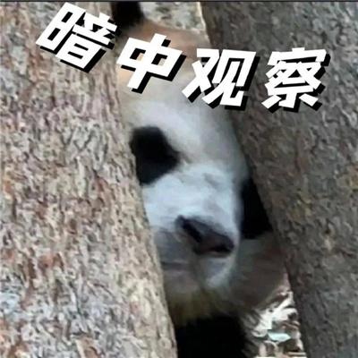 国宝大熊猫微信恶搞表情包 又去上你那个不挣钱的班啊