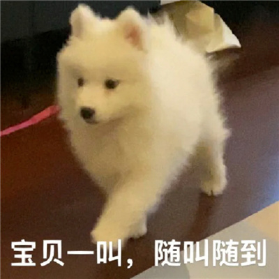 可爱到上头的沙雕表情 宝贝一叫随叫随到