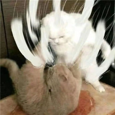 每张都是自己爱用的特别款表情 逗比聊天专属的表情