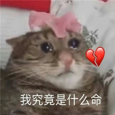 网络上很受欢迎很火的表情包  每张都能get到笑点的表情