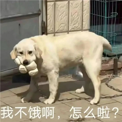 2024狗子微信表情包最近超火 最近很流行的萌宠狗子表情大全