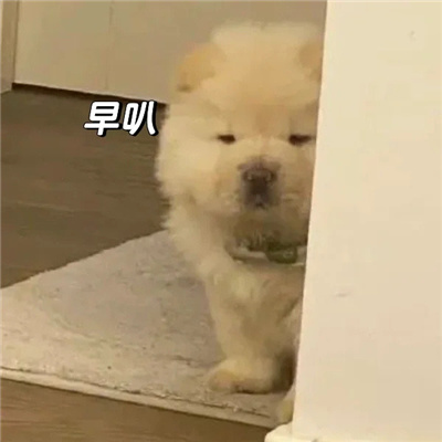 2024狗子微信表情包最近超火 最近很流行的萌宠狗子表情大全