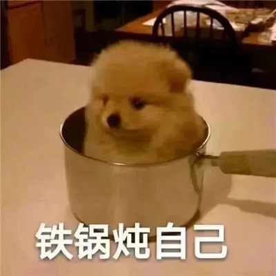 2024狗子微信表情包最近超火 最近很流行的萌宠狗子表情大全