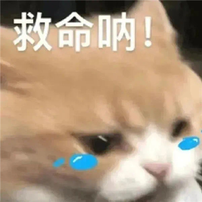 实用的表情很离谱又好笑 我是来摸鱼的不是来吃苦的