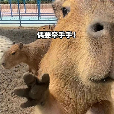 2024都是笑点的趣味表情 流行于网络的表情合集