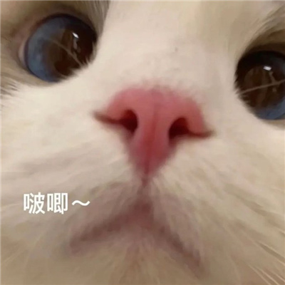 斗图不能缺少搞怪表情 热门奇葩表情最新合集