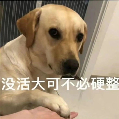 2024热门系列的表情超级好笑 全网很火系列的表情合集