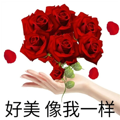 2024超喜欢的荒唐的表情包 好能装像你一样