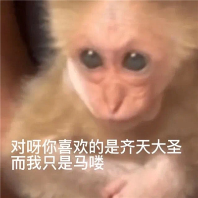 2024超级火爆的猴子表情大全 吗喽表情大合集最新