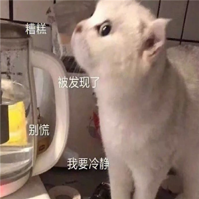 超快乐好用聊天的表情 我只有一条路就是走投无路