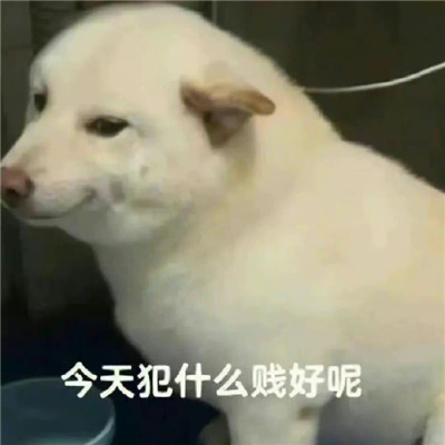 超快乐好用聊天的表情 我只有一条路就是走投无路