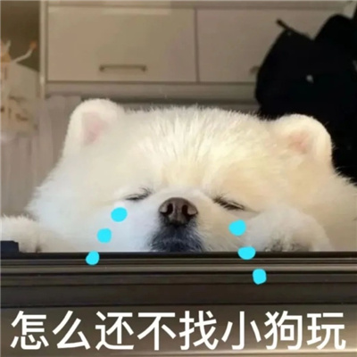 超阔爱的微信狗子表情 给爷来点生活费