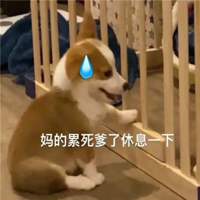 超阔爱的微信狗子表情 给爷来点生活费