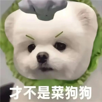 超阔爱的微信狗子表情 给爷来点生活费