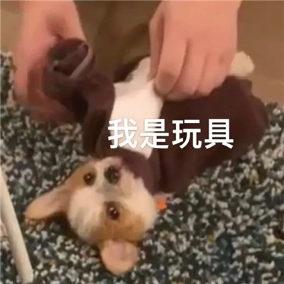 超阔爱的微信狗子表情 给爷来点生活费