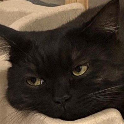 2024黑猫有病表情合集 黑猫无字好用表情大全