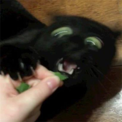 2024黑猫有病表情合集 黑猫无字好用表情大全