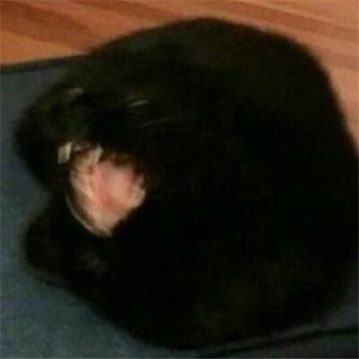 2024黑猫有病表情合集 黑猫无字好用表情大全