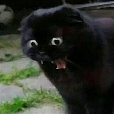 2024黑猫有病表情合集 黑猫无字好用表情大全