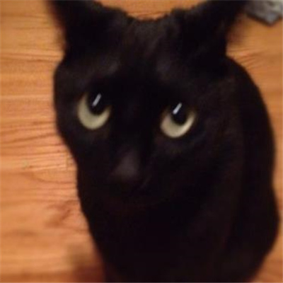 2024黑猫有病表情合集 黑猫无字好用表情大全