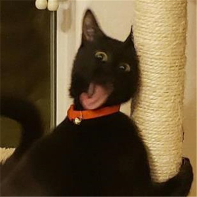 2024黑猫有病表情合集 黑猫无字好用表情大全