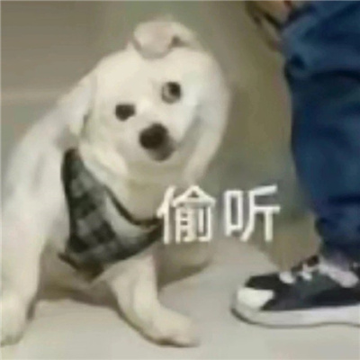 最近超爱的贱表情2024版 聊天必备的搞怪表情合集