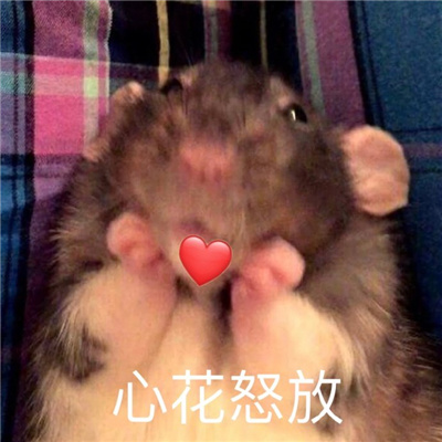 很有特色的好用表情新版 无所谓今天也有点累