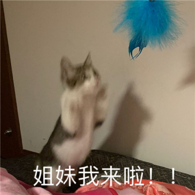 很有特色的好用表情新版 无所谓今天也有点累