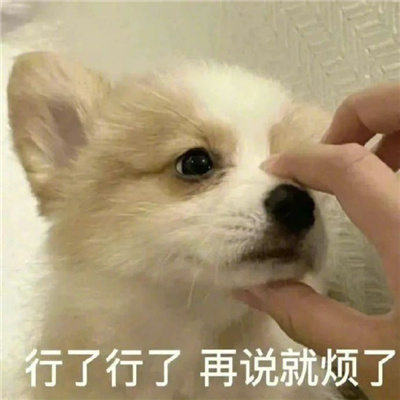 2024必备的趣味表情大全 很火系列的逗比表情大全