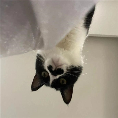 满满笑点的搞怪表情大全 爆笑全网的热门表情2024版