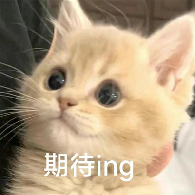 2024可爱小猫咪甜甜的恋爱表情 摔倒了要抱抱才能起来